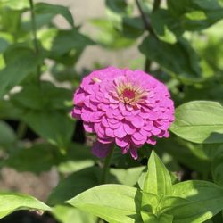 Fuller Gardens - In the Dalia garden section
