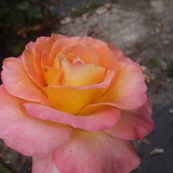 Raft Island Roses