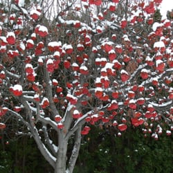 Riverside Bed and Breakfast - Mountain Ash (Rowan) Tree in front of house in the winter.