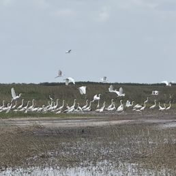 Birds.