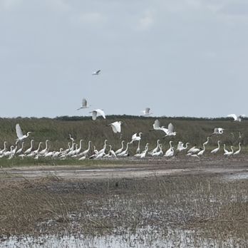 Everglades Airboat Tours - Birds. - Boat Tours Near Me