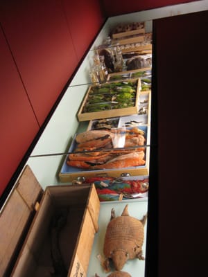 Naturhistorisches Museum Bern by null