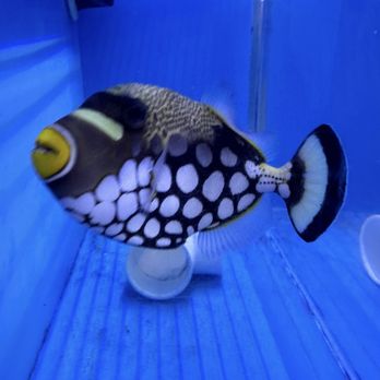 Aquatic Warehouse - Aquarium Services Near Me - San Diego, California Aquatic Warehouse - Aquarium Services Near Me - San Diego, California