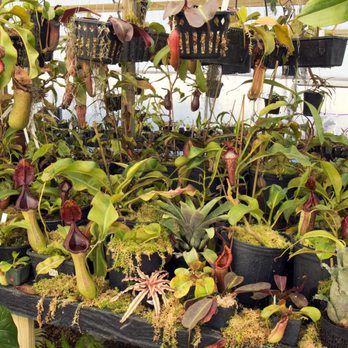 Redleaf Exotics - Nurseries & Gardening Near Me - Morrison, Tennessee Redleaf Exotics - Nurseries & Gardening Near Me - Morrison, Tennessee