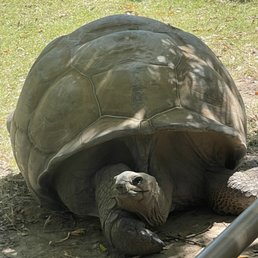 Aldabra tortoise Aldabra tortoise