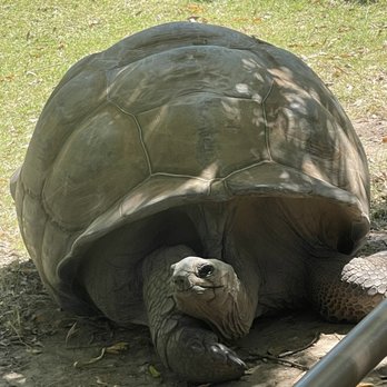Tulsa Zoo - Aldabra tortoise - Zoos Near Me - Tulsa, Oklahoma Tulsa Zoo - Aldabra tortoise - Zoos Near Me - Tulsa, Oklahoma