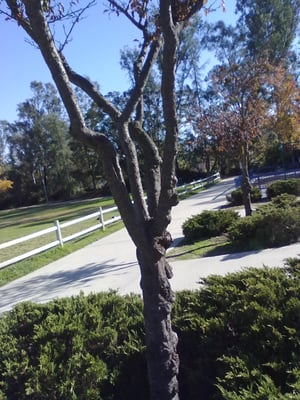 Silverset Neighborhood Park