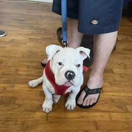 Canine Path - Pet Training Near Me - Henderson , Nevada