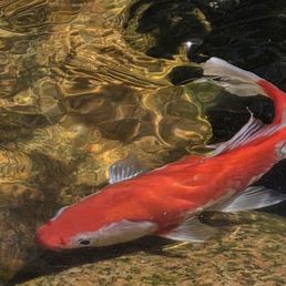 Shot of a koi 1