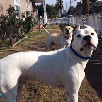 HB dog walk - Sven: "Sam, I LOVE you!" - Dog Walkers Near Me