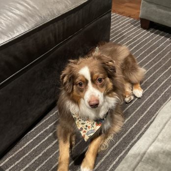 Hays County Kennels - He's very well trained - thank y'all! - Pet Training Near Me