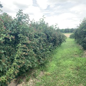 Page Farms - Fruits & Veggies Near Me - Raleigh, North Carolina Page Farms - Fruits & Veggies Near Me - Raleigh, North Carolina