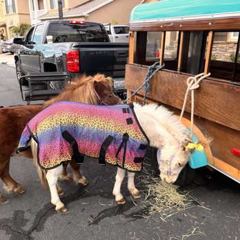 The Sweets Ranch - Peanut & Princess snacking before the party begins! - Horseback Riding Near Me The Sweets Ranch - Peanut & Princess snacking before the party begins! - Horseback Riding Near Me