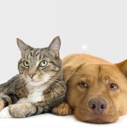 Pet Center