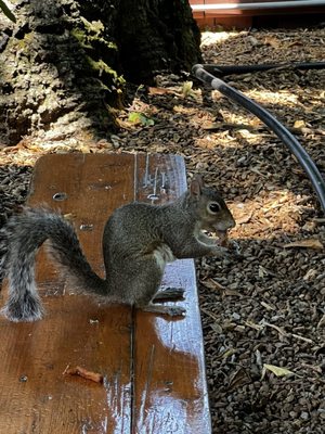 The Pharmacy Burger Parlor by null