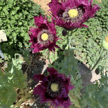 UC Botanical Garden at Berkeley - Botanical Gardens Near Me - Berkeley, California