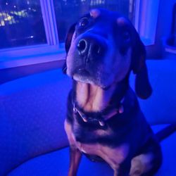 The rescue dog, the shelter, screamed at me over the phone, which told me they would put her down.