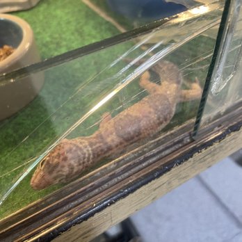 Valley Pets - Unhealthy leopard gecko that was bleeding in a few spots - Pet Stores Near Me - Fountain, Colorado Valley Pets - Unhealthy leopard gecko that was bleeding in a few spots - Pet Stores Near Me - Fountain, Colorado