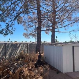 Before - The image shows two tall, leafless trees standing close to each other in an outdoor space. To the right, there is a white storage shed with a metal roof. The ground appears dry, and there are some dried branches and debris near the base of the trees. The background features a clear blue sky and a fence, indicating a backyard or similar enclosed outdoor area.