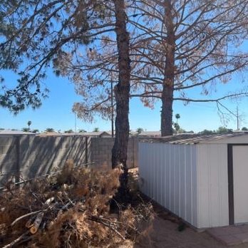 On Sight Tree Removal - Before - The image shows two tall, leafless trees standing close to each other in an outdoor space. To the right, there is a white storage shed with a metal roof. The ground appears dry, and there are some dried branches and debris near the base of the trees. The background features a clear blue sky and a fence, indicating a backyard or similar enclosed outdoor area. - Tree Services Near Me
