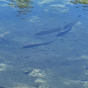 Gemini Springs Park - Parks Near Me - Debary, Florida