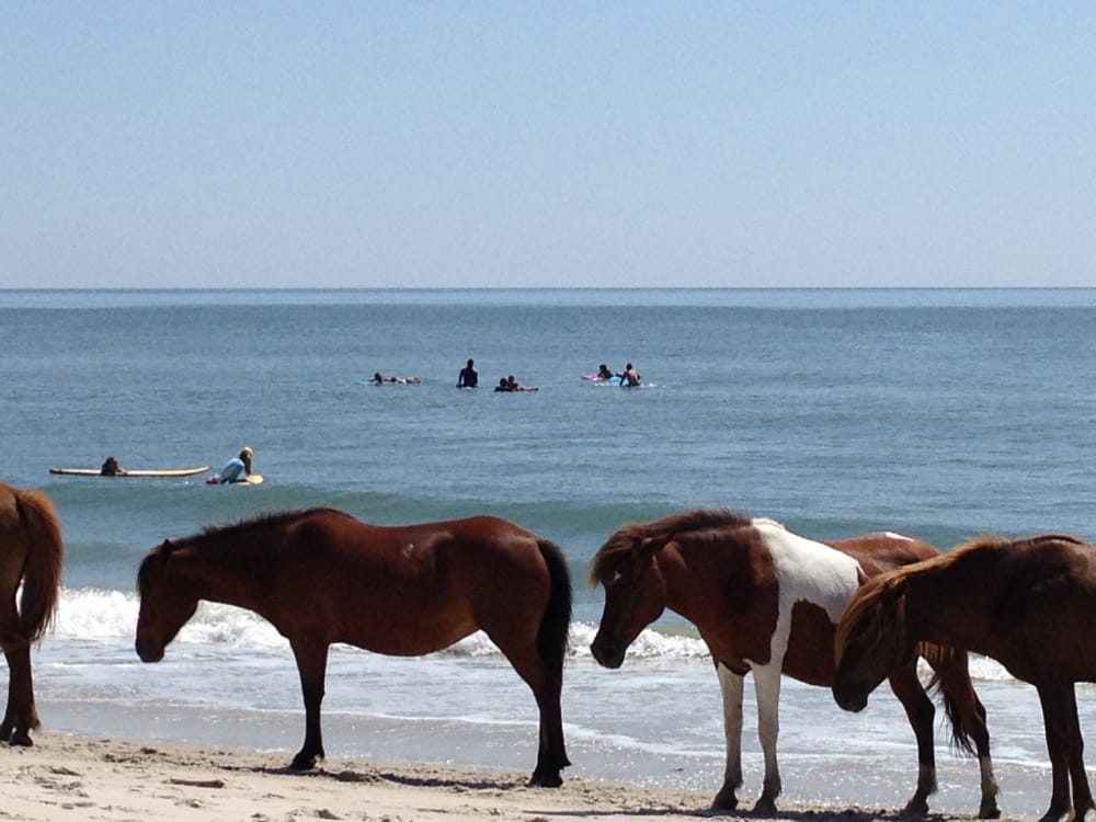 REHOBOTH BEACH SURF SHOP CLOSED 14 Photos 26A Wilmington Ave
