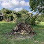 Photo of Downs Tree Service