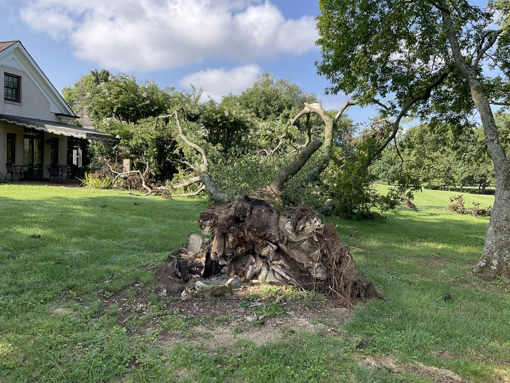 Downs Tree Service - tree service in Madison, AL
