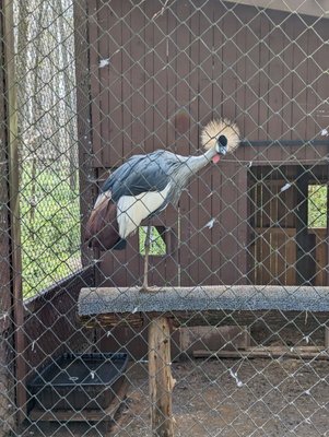 Carolina Raptor Center by null