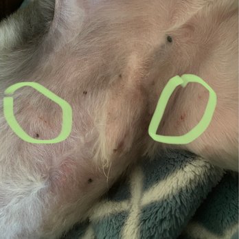 Kong's Pets & Grooming - 3 days later. The redness is gone but note the scrapes. I wish I took a pic sooner, but I wanted to share so no one else's baby gets hurt. - Pet Groomers Near Me - Bell, California