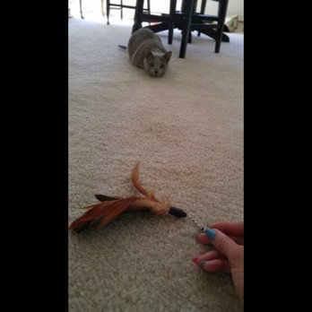 Purr Inc - One of the Purr folks sent me this one on their first day checking on my kitty :) - Pet Sitting Near Me - Chicago, Illinois Purr Inc - One of the Purr folks sent me this one on their first day checking on my kitty :) - Pet Sitting Near Me - Chicago, Illinois