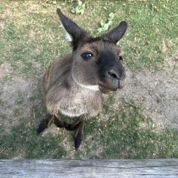 Anderson's Tours - Blue Mountains Day Tour - Kangaroo at Sydney zoo - Landmarks & Historical Buildings Near Me