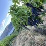 Photo of Chelan Ridge Winery