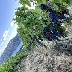 Chelan Ridge Winery - The grapes at the vineyard