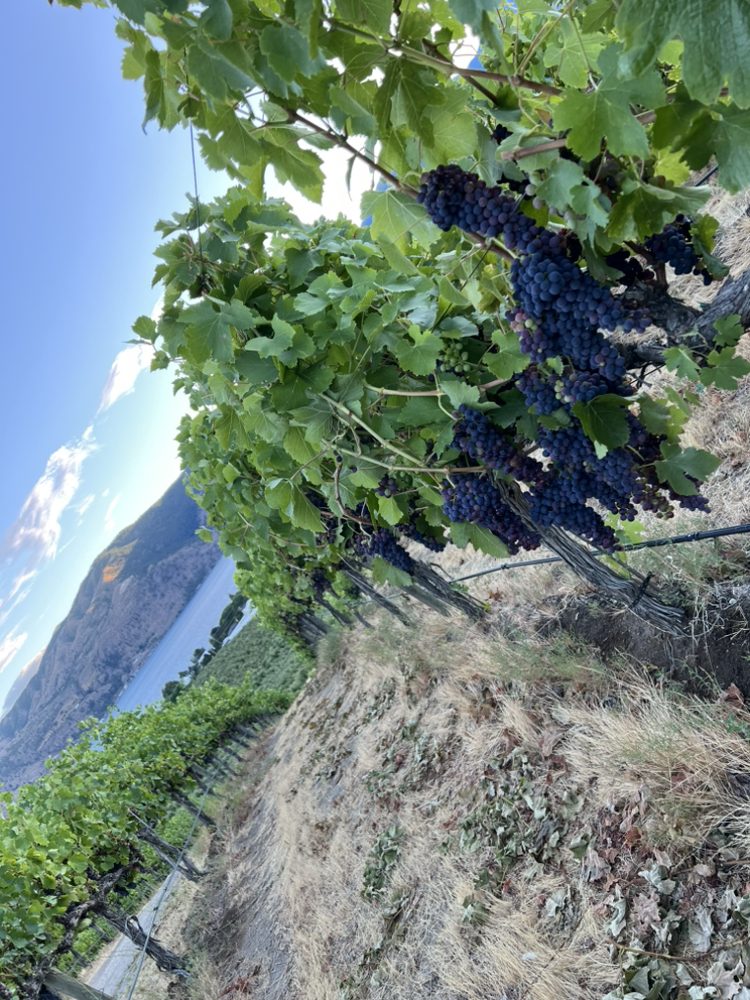 Chelan Ridge Winery