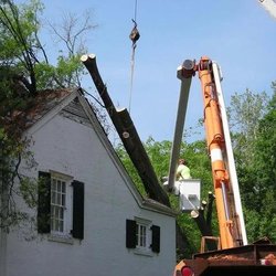 Affordable Tree Removals