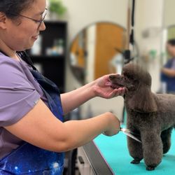 Grande Style Pet Grooming - Kat the Groomer has 20 years of experience.