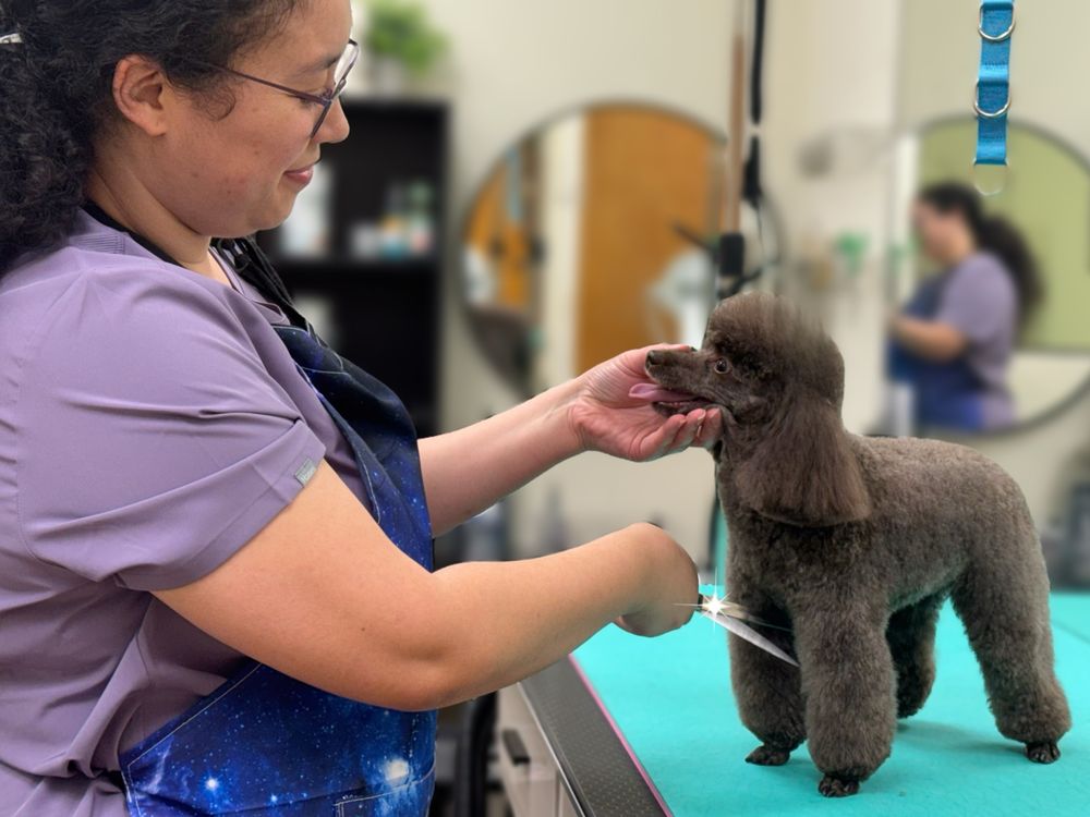 Grande Style Pet Grooming Image