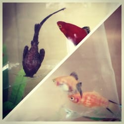 Coral Reef Aquarium - Banjo catfish and two tiger platy I bought today