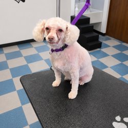 PetStyles Grooming Salon 