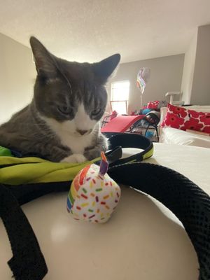 PAWS Chicago by null