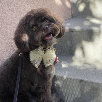 Jess Rona Grooming - Fresh JRG cut and cutie accessory - Pet Groomers Near Me - Los Angeles, California
