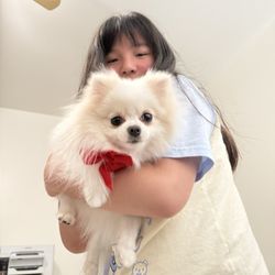 Pet Time Spa