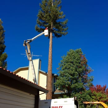 Bailey Tree Company - Tree Services Near Me - Rancho Cordova, California