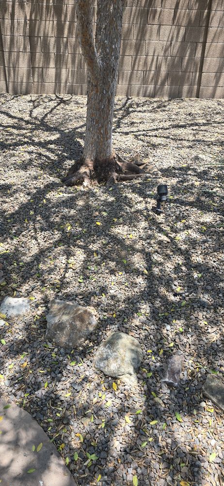 Roots And Leaves - tree service in Phoenix, AZ