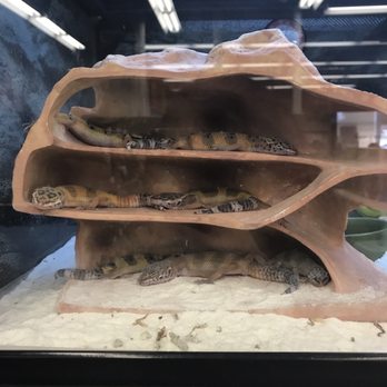 Petco - Pet Training Near Me - San Antonio, Texas Petco - Pet Training Near Me - San Antonio, Texas