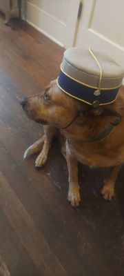 Commodore Hotel by null