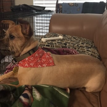 Snoopy's Dog House - My dog, Tiggy got groomed for the first time here. She looks adorable!! - Pet Groomers Near Me - Watauga, Texas Snoopy's Dog House - My dog, Tiggy got groomed for the first time here. She looks adorable!! - Pet Groomers Near Me - Watauga, Texas