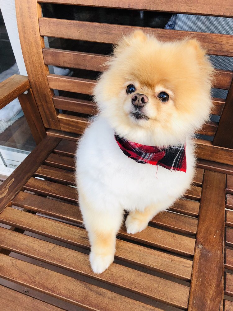 METRO PETS Updated October 2024 12 Photos & 19 Reviews 28