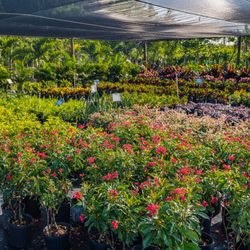Royal Landscape Nursery - Nursery in Gotha, Florida